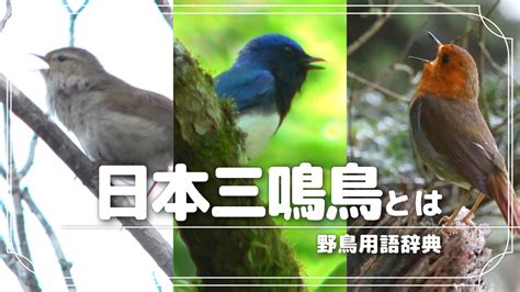 三鳥|日本三鳴鳥とは？日本を代表する美しい鳴き声を持つ。